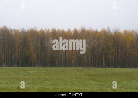 Eine Wand der gelbe Birken an einem nebligen Morgen im Herbst in der Tschechischen Republik Stockfoto