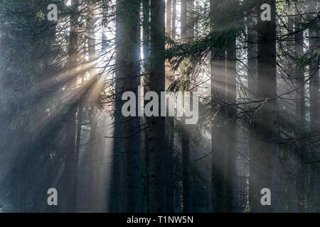 Die Morgensonne leuchtet den Wald nach einem kalten, regnerischen Nacht Stockfoto