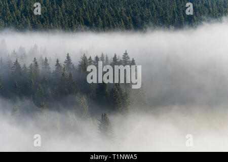 Am frühen Morgen Nebel über einem Wald im Nationalpark Sumava fegen Stockfoto