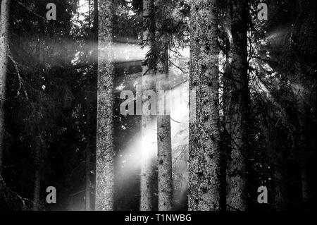 Schwarz und Weiß der Sonnenstrahlen durch die Bäume in den Wald Stockfoto