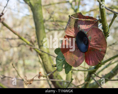 Ein einzelnes, isoliertes false künstliche Gewebe Papier alte, abgetragene Ausgeblendet verwitterten Erinnerung Symbol zum Gedenken an Poppy pin Badge thematisieren festgesteckt Zweig Stockfoto