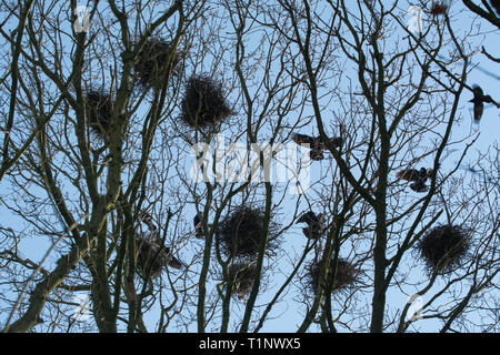 Ein rookery in den Wipfeln der Bäume im Frühling mit saatkrähen (Corvus frugilegus) um ihre Nester fliegen. Vogelkolonie, UK. Stockfoto