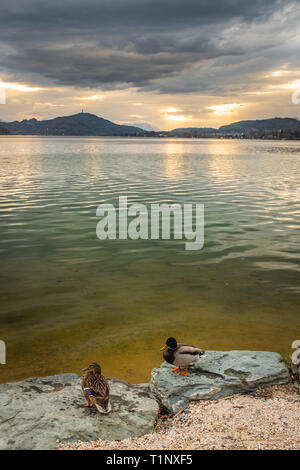 Portrait Blick vom Strand mit Enten auf Felsen über den Wörthersee bis Sonnenuntergang zu Berge Pyramidenkogel, Dobratsch und Karawanks Stockfoto