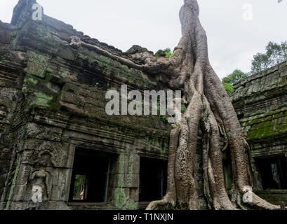 Riesige Baum über die Wände zu Ta Prohm Tempel wachsende Stockfoto