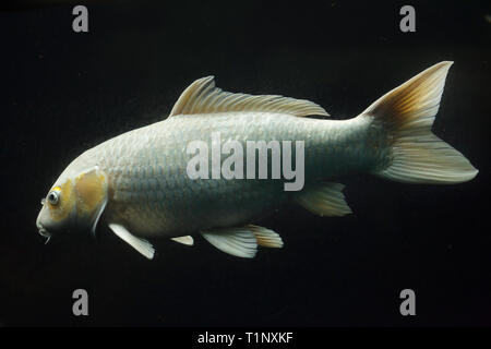 Koi Karpfen (Cyprinus rubrofuscus), auch als die Japanische zier Karpfen bekannt. Stockfoto