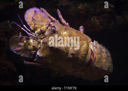 Mediterrane slipper Hummer (Scyllarides latus), auch als das Mittelmeer locust Hummer bekannt. Stockfoto