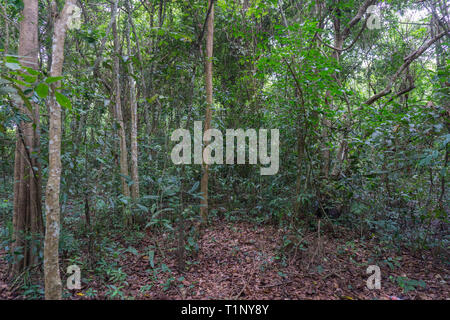 Dichten Dschungel Vegetation in Südostasien Stockfoto