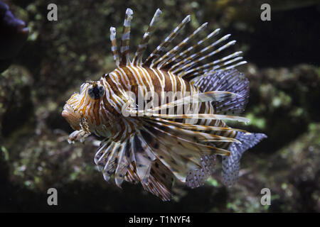 Red Rotfeuerfische (Pterois volitans). Tropische giftiger Fisch. Stockfoto