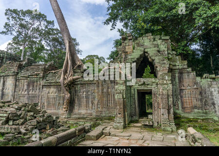 Baum über einen Abschnitt der Wand an der Preah Khan Tempel Stockfoto