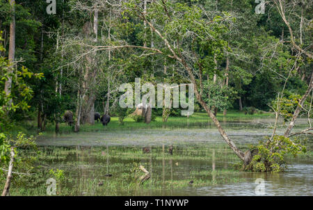 Wasserbüffel Weiden am Ufer eines Flusses in Südostasien Stockfoto