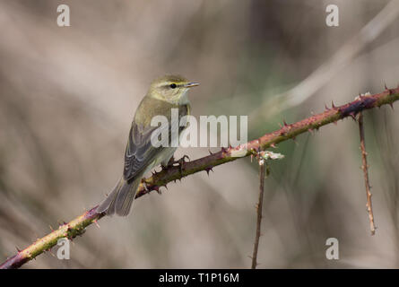 Chiffchaff, Phylloscopus collybita, ein Vogel an einer Reserve in Mid Wales, Großbritannien Stockfoto