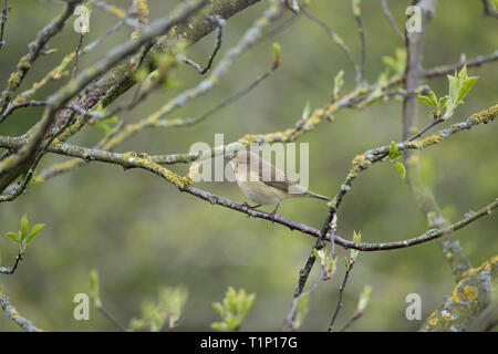 Chiffchaff, Phylloscopus collybita, ein Vogel an einer Reserve in Mid Wales, UK, März 2019 Stockfoto