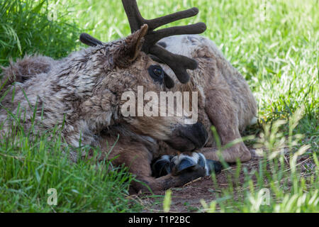 Ein männlicher Rentier mit dunkelbraunen samtig Hörner liegt im Schatten unter den Frühling Gras. Stockfoto
