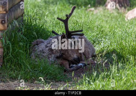 Ein männlicher Rentier mit dunkelbraunen samtig Hörner liegt im Schatten unter den Frühling Gras. Stockfoto