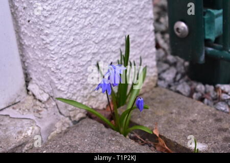 Kleine violette Blume in der Ecke eines Hauses. Stockfoto