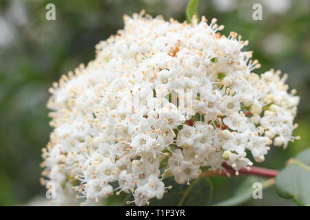 Viburnum tinus 'French White'. Cluster von Blumen auf wiinter blühend Viburnum 'French White' März ' y, UK. Hauptversammlung Stockfoto