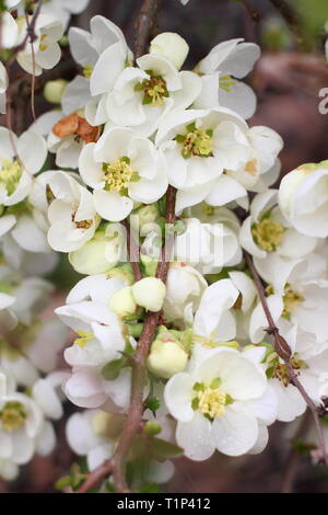 Chaenomeles superba Jet Trail. Blüten von Quitte Jet Trail im frühen Frühling. Auch Chaenomeles japonice Jet Trail genannt. März, Großbritannien Stockfoto