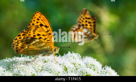 Schmetterling Fütterung detail. Wing Unterseite. Silber - gewaschen fritillary. Ceriagrion tenellum. Orange Schmetterlinge auf weißem Grund Holunder Blume Nahaufnahme. Sommer. Stockfoto