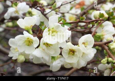 Chaenomeles superba Jet Trail. Blüten von Quitte Jet Trail im frühen Frühling. Auch Chaenomeles japonice Jet Trail genannt. März, Großbritannien Stockfoto