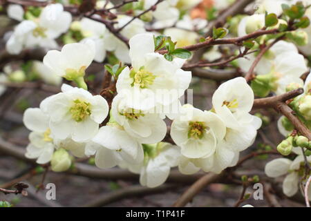 Chaenomeles superba Jet Trail. Blüten von Quitte Jet Trail im frühen Frühling. Auch Chaenomeles japonice Jet Trail genannt. März, Großbritannien Stockfoto