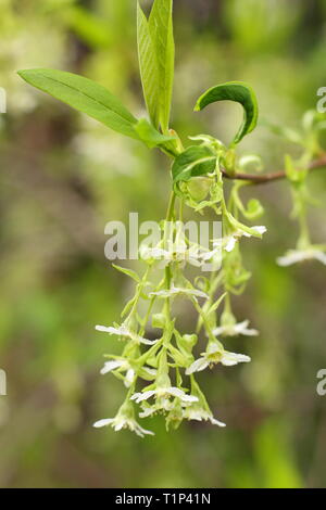 Oemleria cerasiformis. Blüten der indischen Pflaume, eine wuchernde laubabwerfende Strauch, Blüte im Frühjahr, Großbritannien. Auch als Oso berry Stockfoto