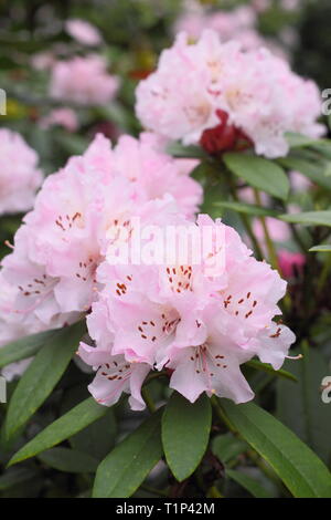 Rhododendron Weihnachtsatmosphäre. Auffällige Blüte der Rhododendron Weihnachtsatmosphäre im frühen Frühjahr, UK. Hauptversammlung Stockfoto