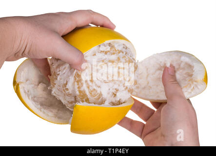 Schälen von gelben Pampelmuse Haut. Citrus Grandis. Isoliert. Weißer Hintergrund. Menschliche Hände Nahaufnahme. Exotische tropische Früchte. Schneiden schälen. Reife saftige Grapefruit. Stockfoto