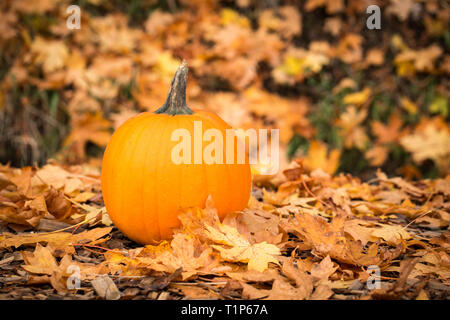 Orange Kürbis im Wald Stockfoto