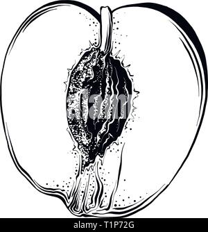 Hand gezeichnete Skizze des halben Pfirsich in der Farbe schwarz. Auf weissem Hintergrund. Zeichnung für Poster, Dekoration und Drucken. Vector Illustration Stock Vektor