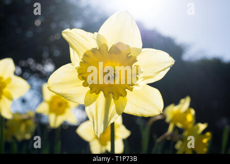 Gelbe Narzisse narcissus closeup mit Licht von hinten Stockfoto