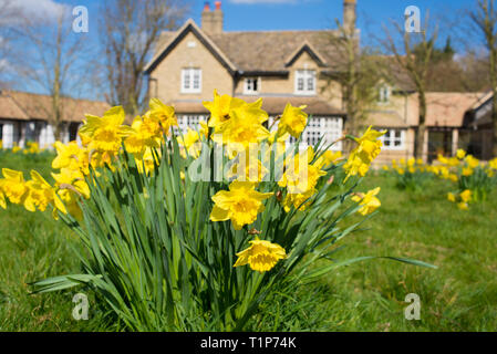 Gelbe Narzissen Narzissen wachsen auf grünem Rasen mit Big Country House im britischen Stil im Hintergrund Stockfoto