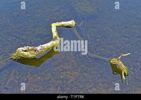 Gefallenen Ast in kleinen Teich Stockfoto