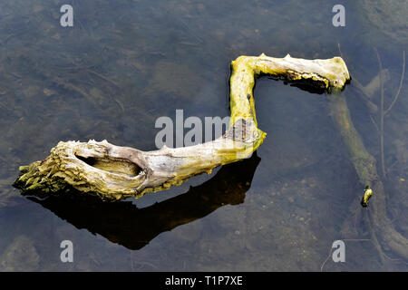 Gefallenen Ast in kleinen Teich Stockfoto