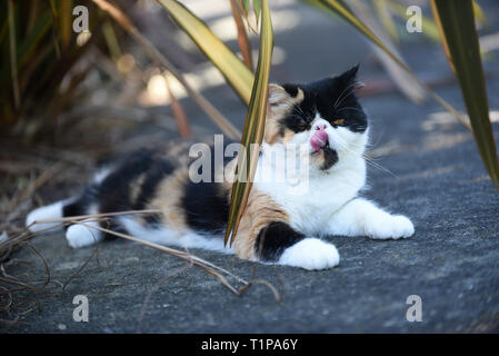 Soffie die Katze in Ruhe im Schatten im Garten, soffie die Katze ist eine persische exotische Stockfoto