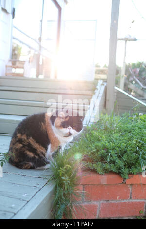 Soffie die Katze ist eine persische exotische, ist sie in ihren späten Nachmittag einen Spaziergang rund um den Garten Stockfoto