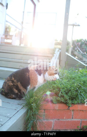 Soffie die Katze ist eine persische exotische, ist sie in ihren späten Nachmittag einen Spaziergang rund um den Garten Stockfoto