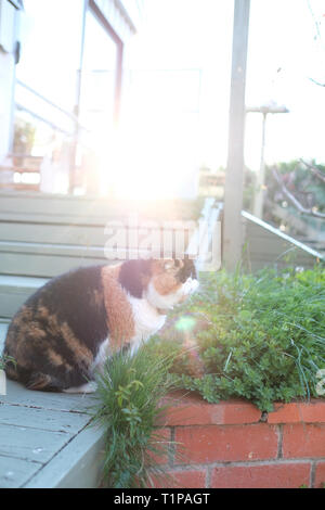 Soffie die Katze ist eine persische exotische, ist sie in ihren späten Nachmittag einen Spaziergang rund um den Garten Stockfoto