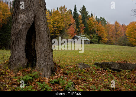 Buntes Herbstlaub um einen Ahorn Sugarhouse mit einem alten Baum im Vordergrund, Dreieich, Essex County, Vermont, USA Stockfoto