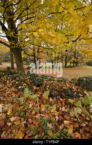 Gelbe Blätter und Bäume entlang einer alten Steinmauer in Granby, Essex County, Vermont, USA Stockfoto