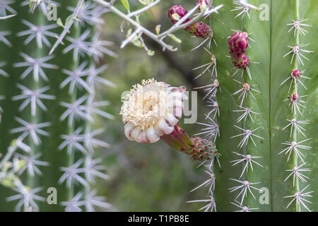 Einzelne weiße Blüte auf der Seite von Cardon Kaktus; zweite Kaktus im Hintergrund. Stockfoto