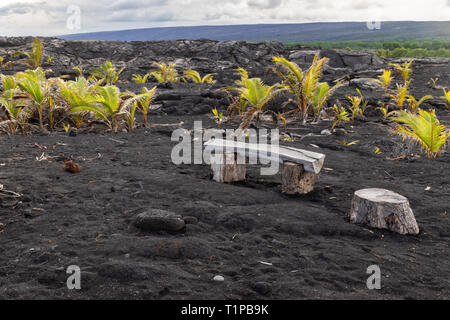 Schwarzer Sandstrand auf der grossen Insel von Hawaii. Rauhe Holz Bank im Vordergrund. Neue Palmen wachsen aus vulkanischer Lava Flow im Hintergrund. Stockfoto