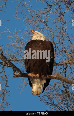 Weißkopf-Seeadler Berufung Stockfoto