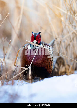 Ein männlicher Ringnecked Fasan im Winter in South Dakota Stockfoto