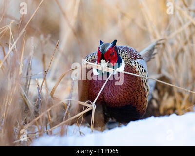 Ein männlicher Ringnecked Fasan im Winter in South Dakota Stockfoto