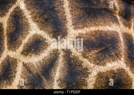 Detail der Giraffe Haut im Krüger Nationalpark, Südafrika; Specie Giraffa Camelopardalis Familie Giraffidae Stockfoto
