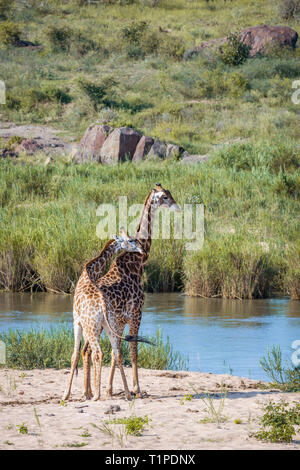 Paar Giraffen in Ufer in den Krüger National Park, Südafrika; Specie Giraffa Camelopardalis Familie Giraffidae Stockfoto