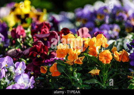 Frühling: orange Primeln in selektiven Fokus inmitten einer Gruppe von gemischten bunten Blumen in Bokeh Stockfoto