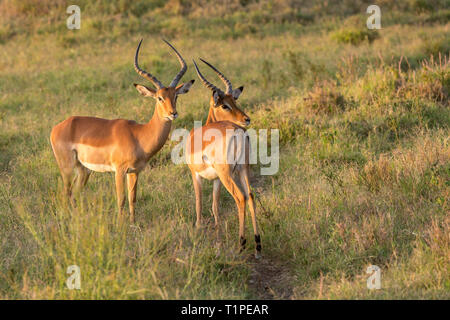 Ein paar männliche Impala im frühen Morgenlicht, offenes Grasland, Wüste, Lewa Lewa Conservancy, Kenia, Afrika Stockfoto