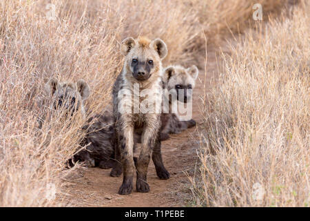 Eine kleine Gruppe von Jugendlichen Tüpfelhyäne auf einer Seite Titel in offenes Grasland, einer aufrechten und suchen, Lewa Wüste, Lewa Conservancy, Kenia, Afrika Stockfoto