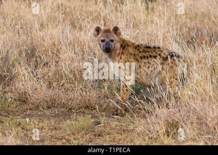 Einen erwachsenen Tüpfelhyäne, Bauch voll nach dem Essen, zu Fuß in offenes Grasland, Wüste, Lewa Lewa Conservancy, Kenia, Afrika Stockfoto